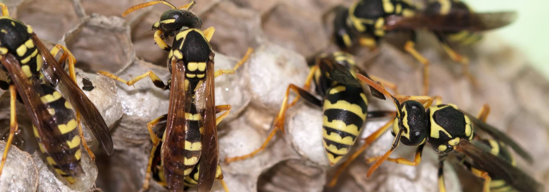 Michigan Wasp Extermination
